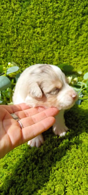 Les chiots de Berger Australien