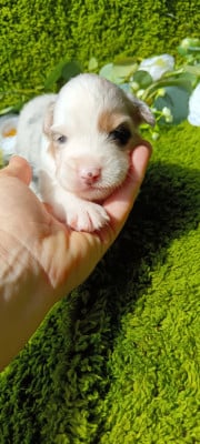 Les chiots de Berger Australien