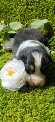 Les chiots de Berger Australien