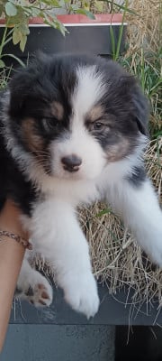 Les chiots de Berger Australien
