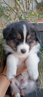 Les chiots de Berger Australien
