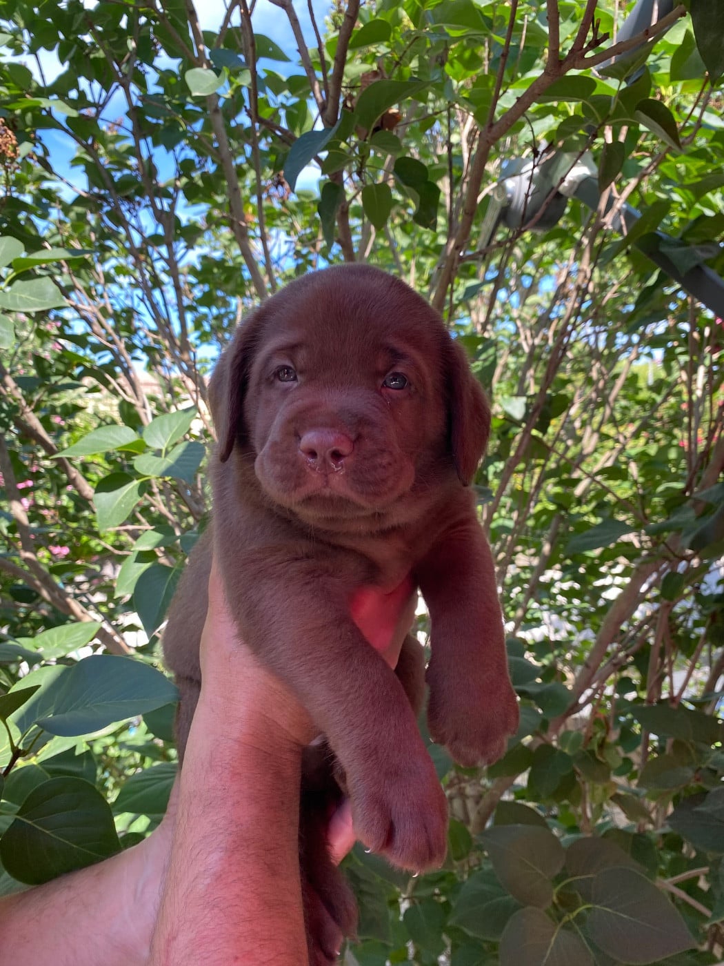 collier bleu (chocolat) - Labrador Retriever
