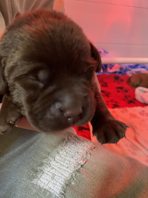 Les chiots de Labrador Retriever