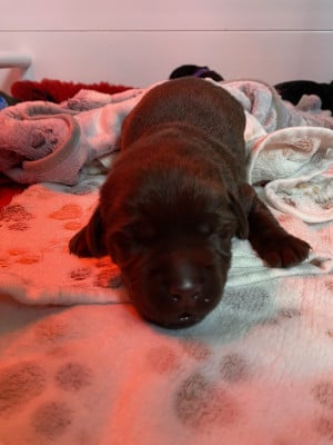 Les chiots de Labrador Retriever