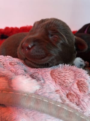 Les chiots de Labrador Retriever