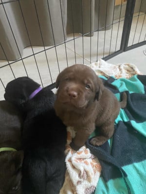 Les chiots de Labrador Retriever