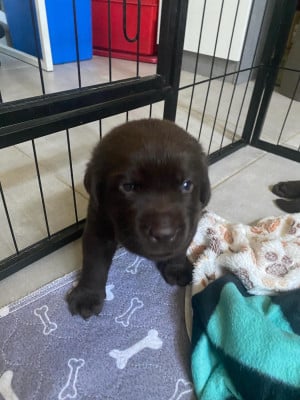 Les chiots de Labrador Retriever