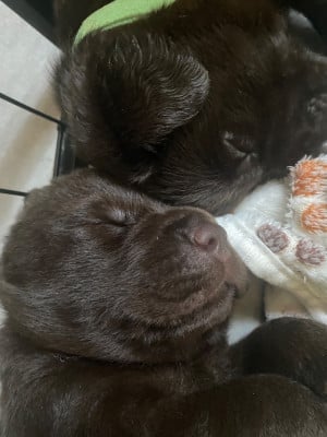 Les chiots de Labrador Retriever