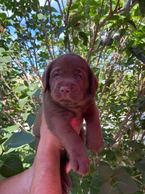 Les chiots de Labrador Retriever