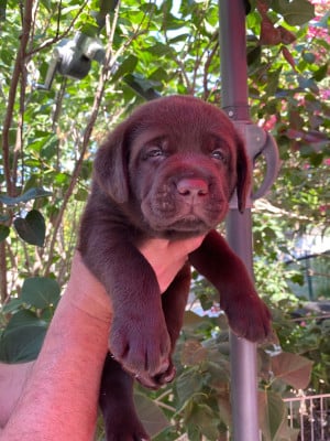 Les chiots de Labrador Retriever