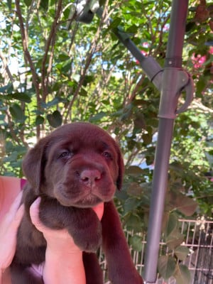 Les chiots de Labrador Retriever