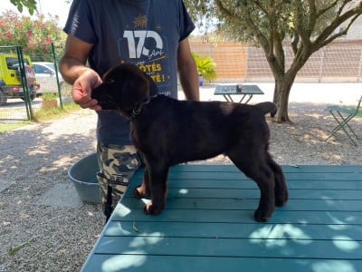 Les chiots de Labrador Retriever