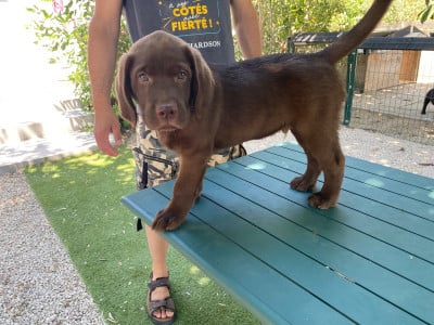 Les chiots de Labrador Retriever