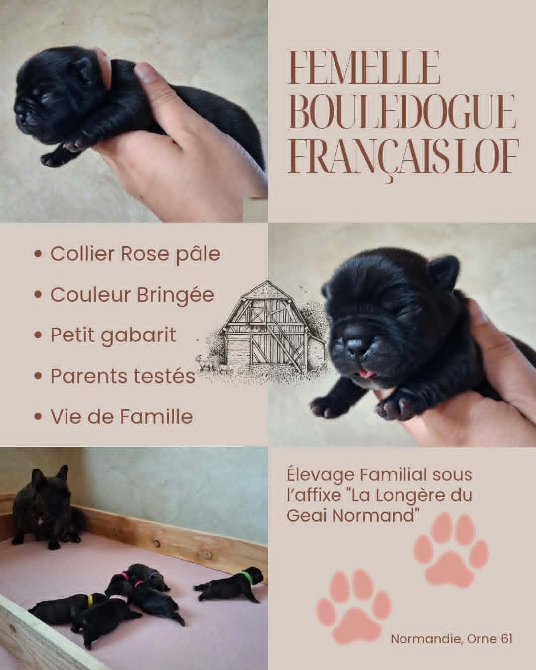 Bébé Rose Pâle - Bouledogue français