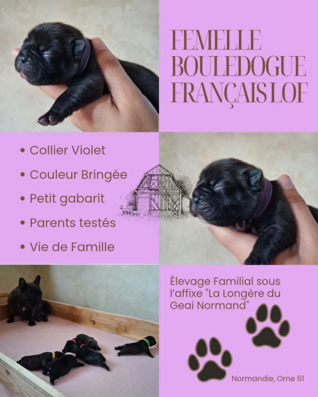 Bébé Violet - Bouledogue français