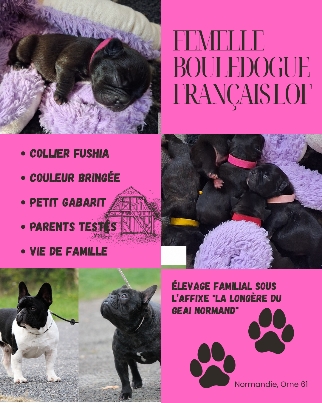 Bébé Fushia - Bouledogue français