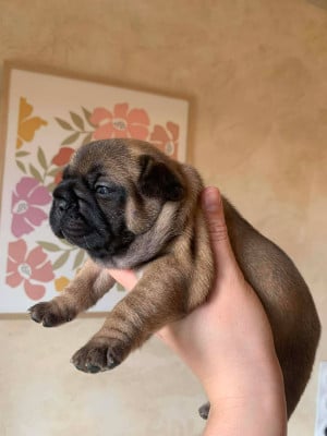 Les chiots de Bouledogue français