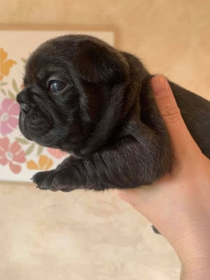 Les chiots de Bouledogue français