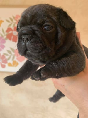 Les chiots de Bouledogue français