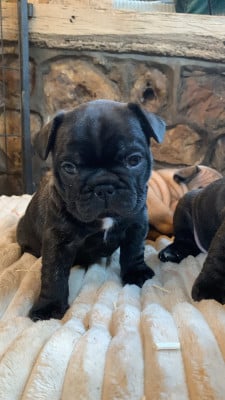 Les chiots de Bouledogue français