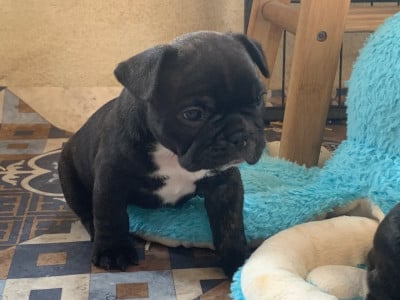 Les chiots de Bouledogue français