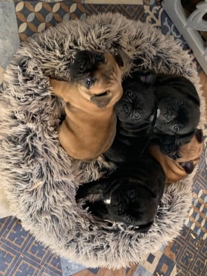 Les chiots de Bouledogue français