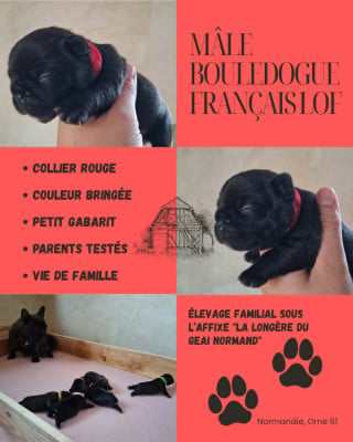 Bouledogue français