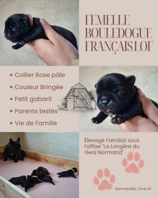 Bébé Rose Pâle - Bouledogue français