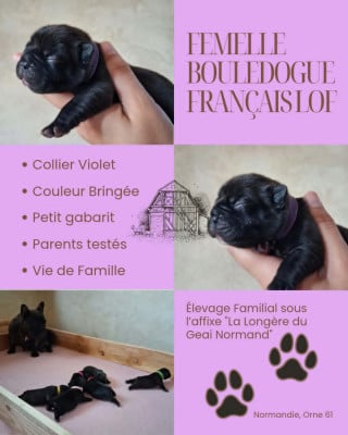 Bébé Violet - Bouledogue français