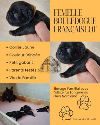 Bébé Jaune - Bouledogue français