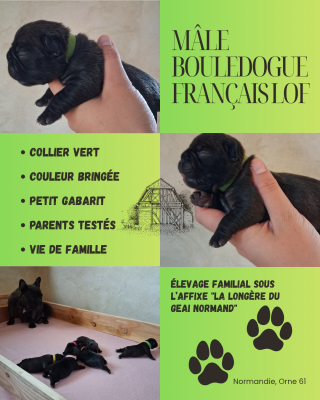 Bébé Vert - Bouledogue français