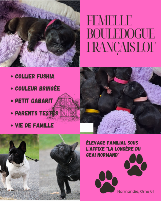 Bébé Fushia - Bouledogue français
