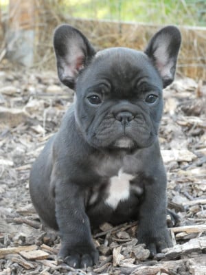 Les chiots de Bouledogue français