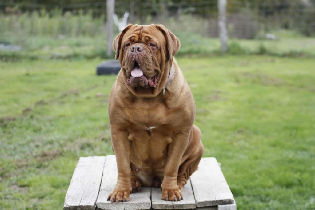 Unesse (Sans Affixe)