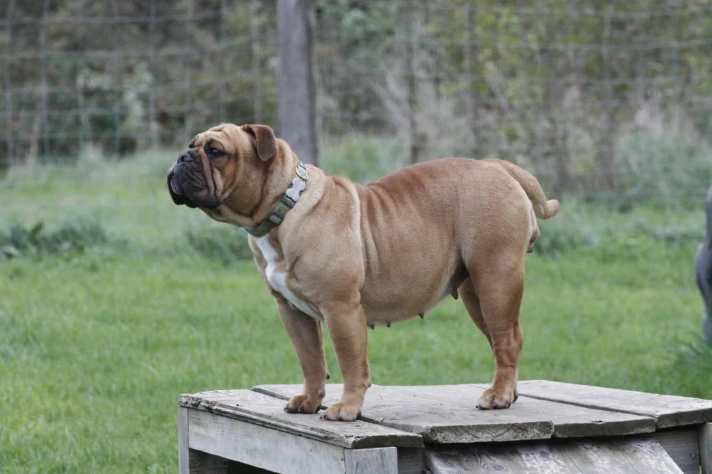 Vidjie House Of Warrior