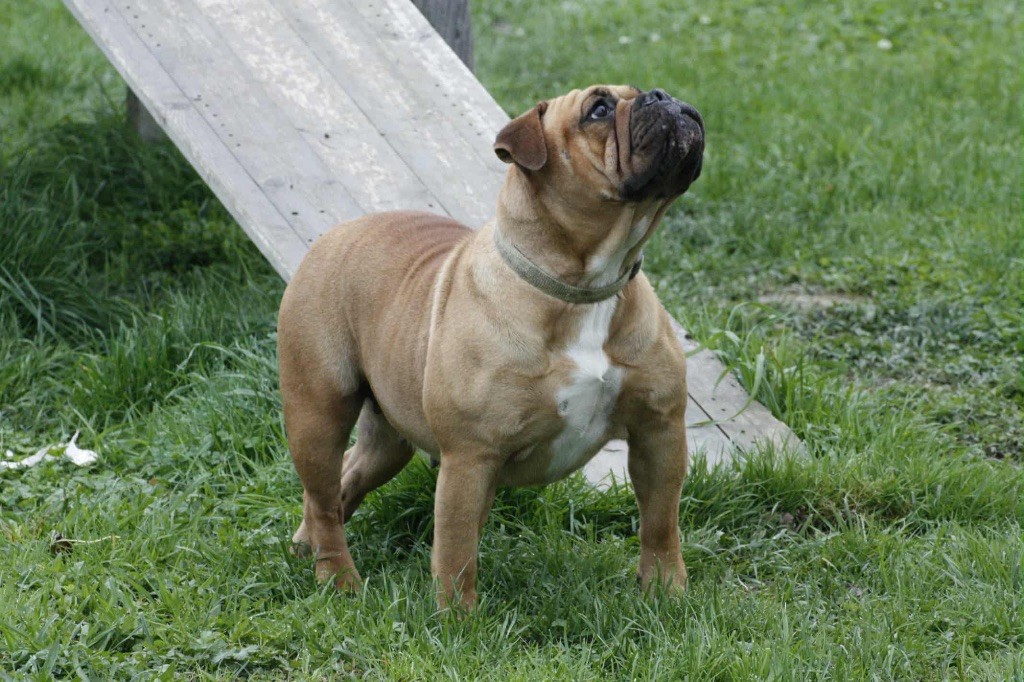 Vidjie House Of Warrior