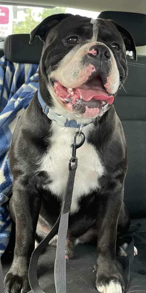 Vitserk De Lap De Bourg