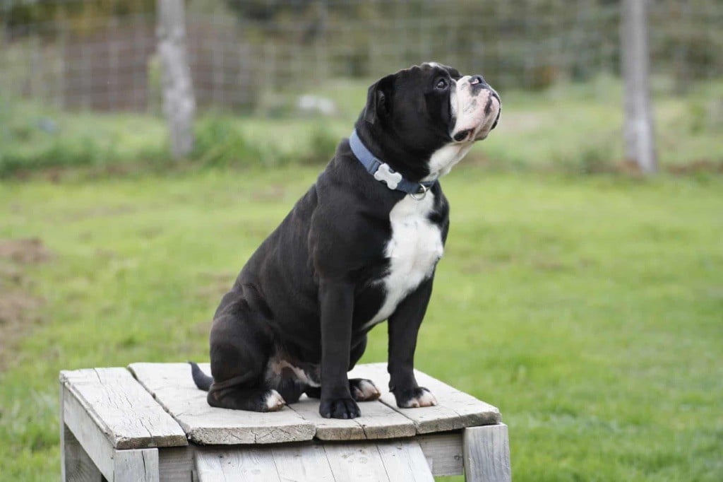 Vitserk De Lap De Bourg