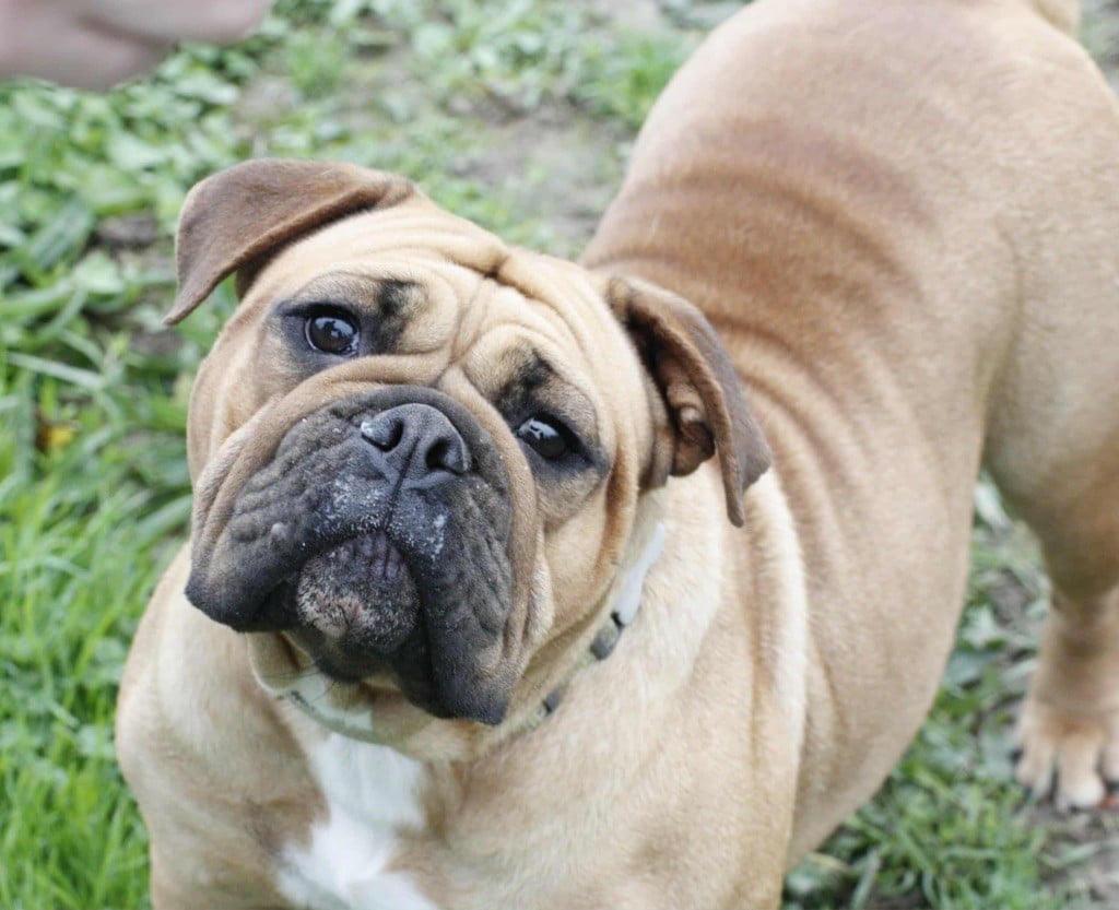 Vidjie House Of Warrior