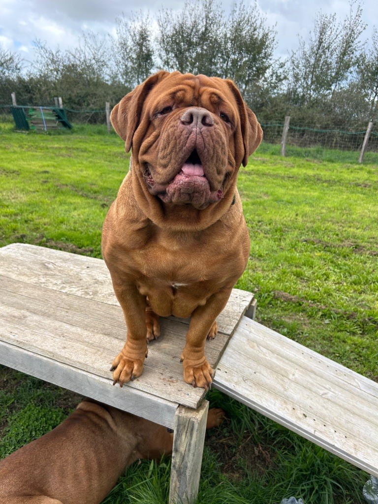 Unesse (Sans Affixe)