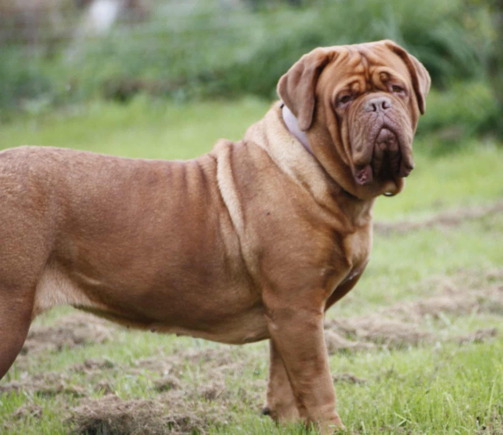 Unesse (Sans Affixe)