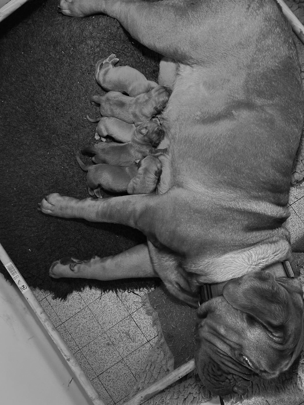 CHIOT 6 - Dogue de Bordeaux