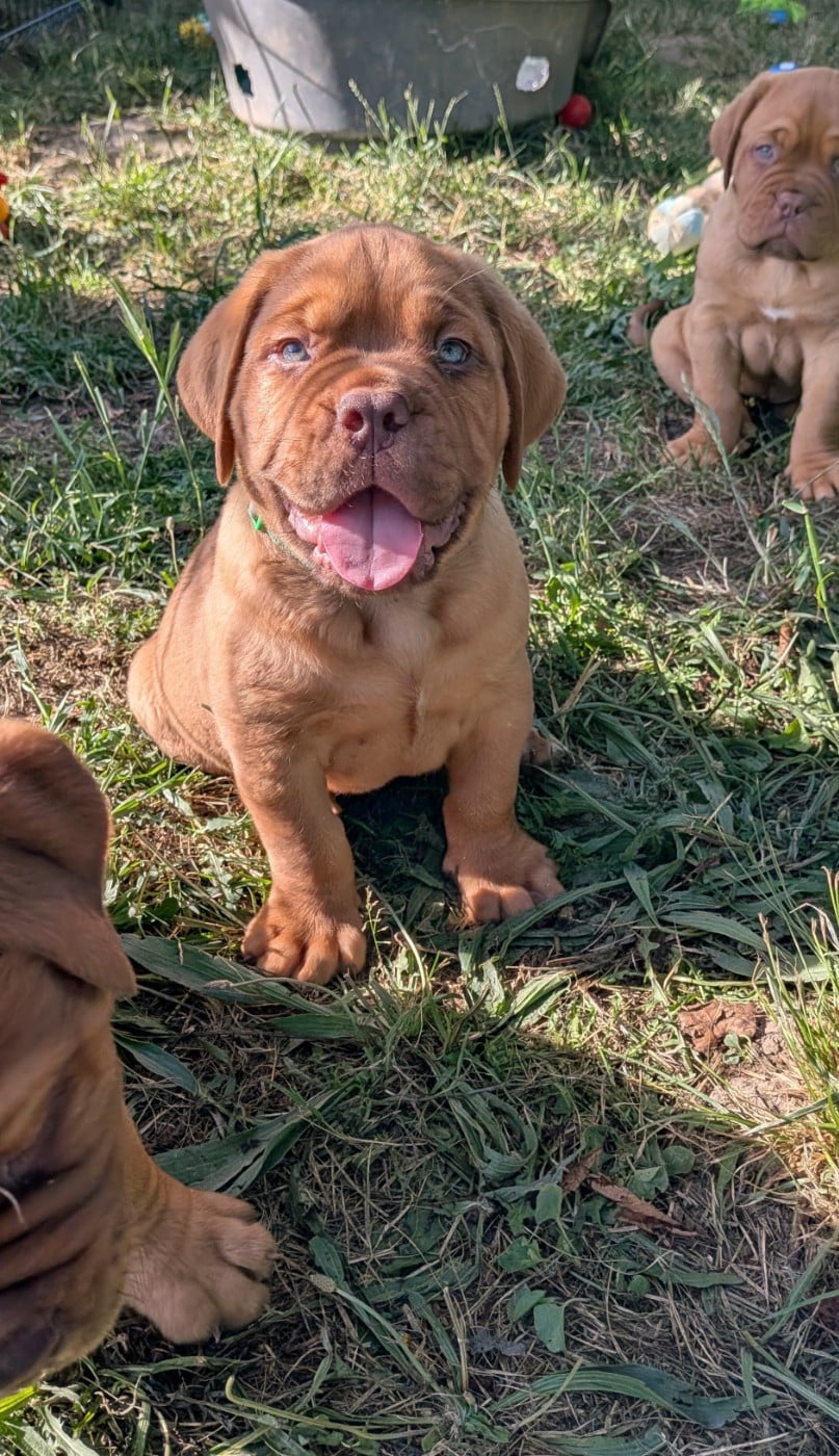 Chiot mâle collier vert - Dogue de Bordeaux