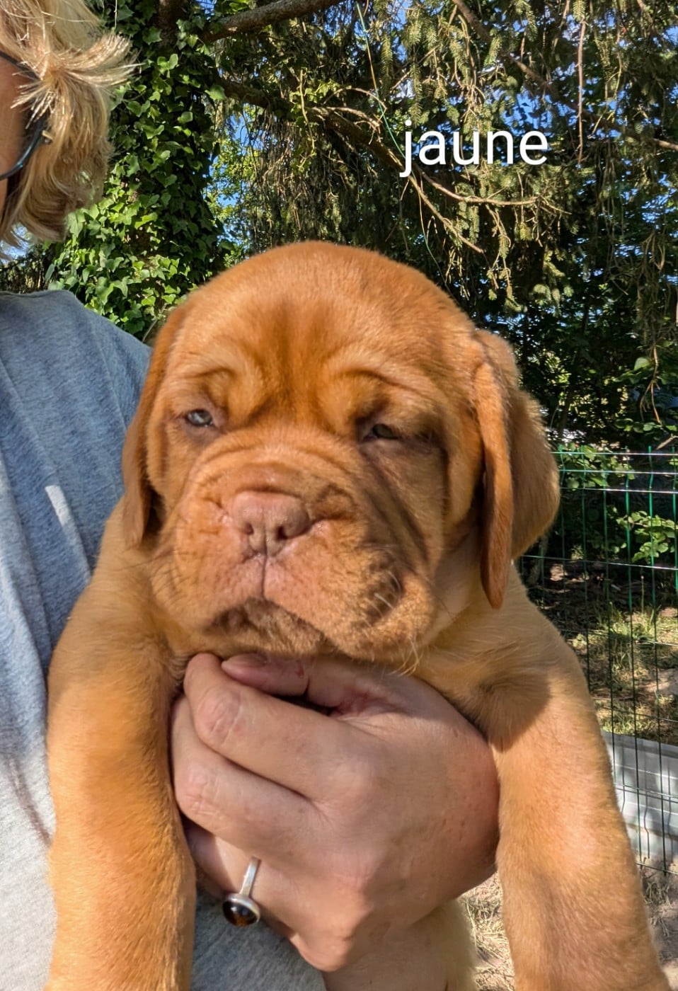Femelle collier jaune - Dogue de Bordeaux