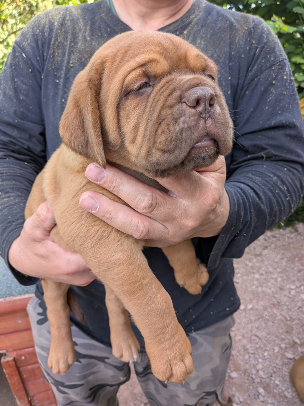 CHIOT collier noir - Dogue de Bordeaux