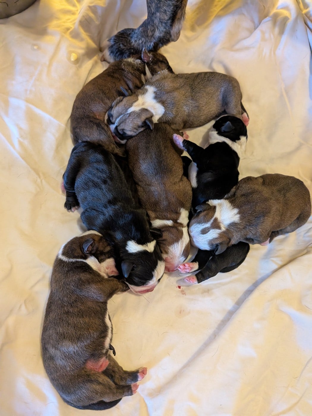 CHIOT 5 - Bulldog continental