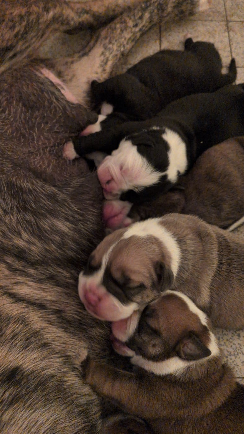CHIOT 2 - Bulldog continental