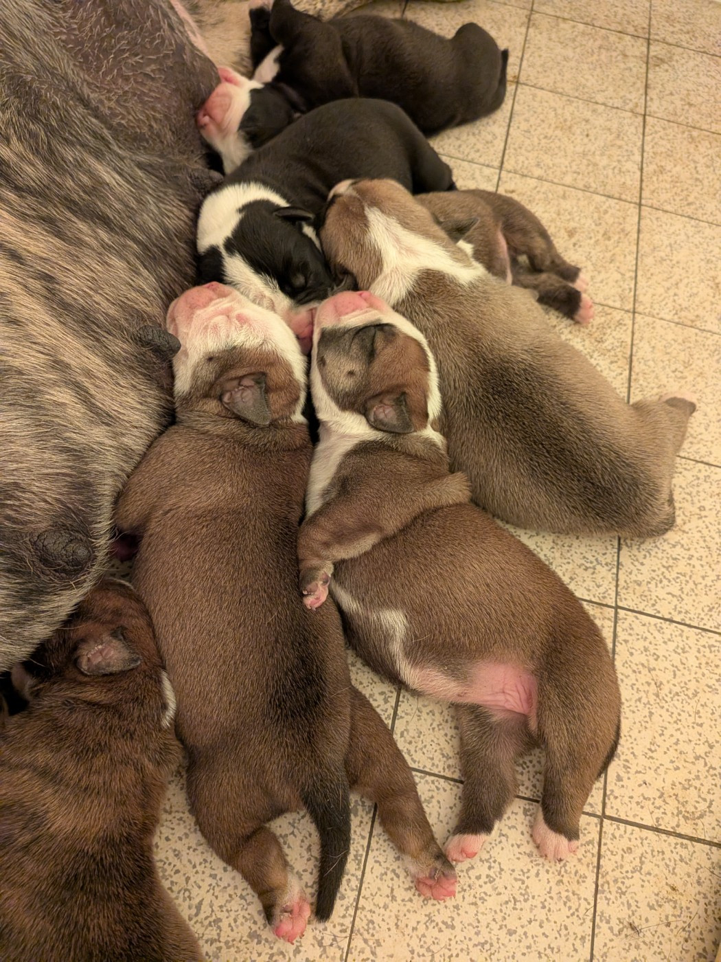 CHIOT 3 - Bulldog continental