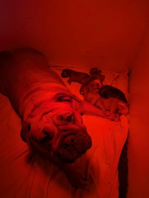 Les chiots de Bulldog continental