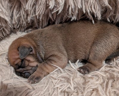 Les chiots de Bulldog continental